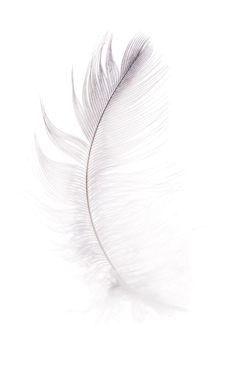 Kontaktformular . Design Consulting GmbH Feder auf weißem Hintergrund - Kontaktformular Design Consulting GmbH